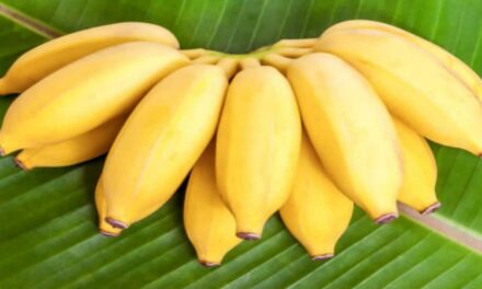 Benefici della Banana: Tutto il Benessere per la Nostra Salute