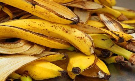La Buccia della Banana: Un Ottimo Fertilizzante per le Piante